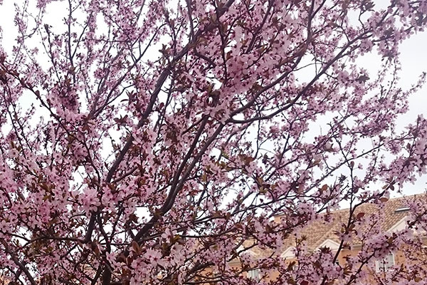 Almendro-en-flor