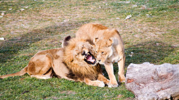 Safari-Madrid