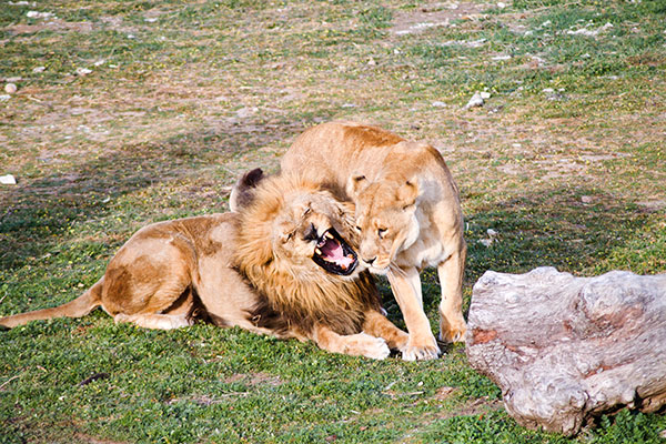 Safari-Madrid Safari-Madrid