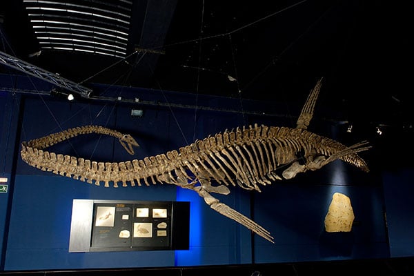 Museo Paleontológico de Teruel 1 Museo-Paleontologico-Dinopolis