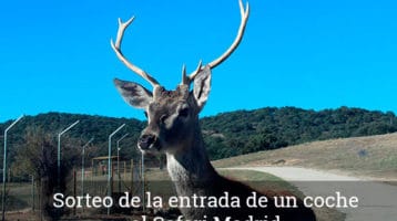 Safari-Madrid