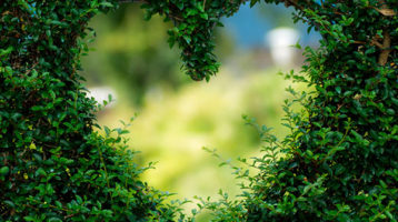 Escuchar-a-los-arboles