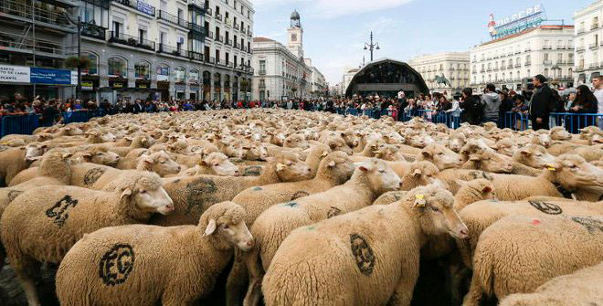 Fiesta de la Trashumancia 2018 1 Fiestas-de-la-Trashumancia-2018