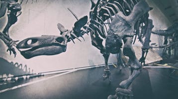 museo-ciencias-naturales