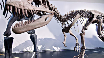 museo-ciencias-naturales