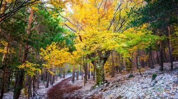 hayedo-de-la-tejera-negra