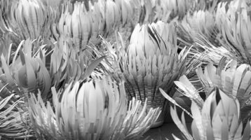 plantas-de-otro-planeta