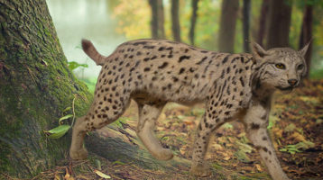 el-lince-lincelot