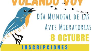 volando-voy