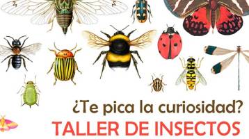 taller-de-insectos