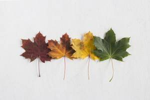 los colores de las hojas