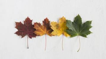 los-colores-de-las-hojas