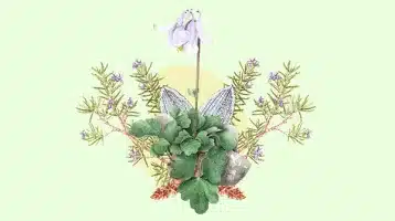taller-ilustracion-la-botanica