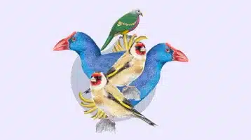 taller-ilustracion-las-aves
