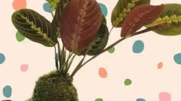 taller-de-kokedamas