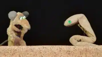 animales